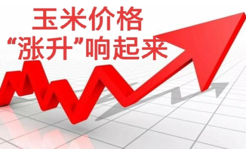做玉米期貨盈利難嗎？玉米期貨漲5